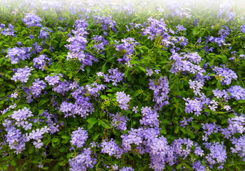 background texture with summer purple violet blooming flowers in garden,