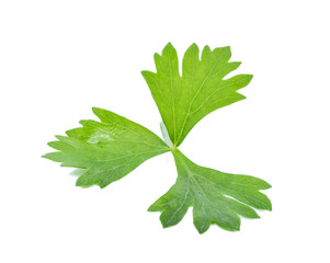 Fresh celery isolated on white background
