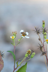 The industrious little bees are gathering honey on the flowers