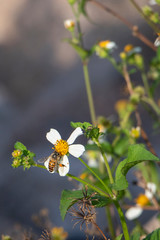 The industrious little bees are gathering honey on the flowers