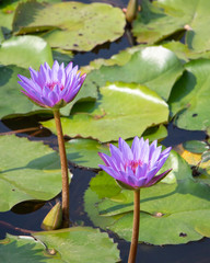 purple water lily in the sunmmer