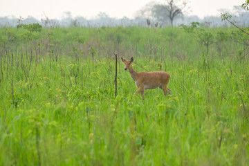 deer in the grass