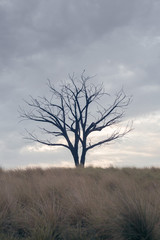 Lone Tree, Singapore