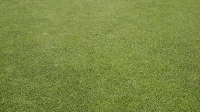 CU HA DS TS Golf ball rolling on putting green and stopping before hole