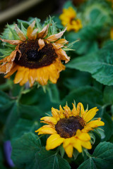 Naklejka premium ひまわり