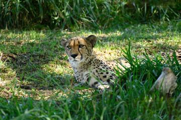 Fototapeta na wymiar Spotted Cheetah in the grass
