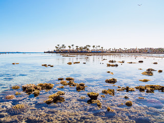Corals on egyptian beach during low water, medium view. Green palm trees under clear blue sky. Selective soft focus. Blurred background