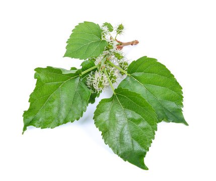 Mulberry leaves and young cubs on a white background