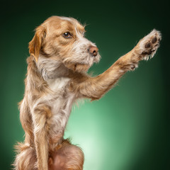 Portraits of dogs in studio and outdoor, dogs of breed and rescued.