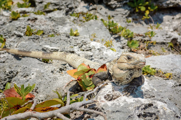 Iguana on the rocks basks in the sun.