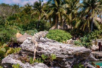 Fototapeta na wymiar Iguana on the rocks basks in the sun.