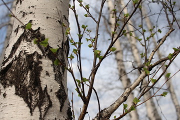 green leaves on the branches of a birch tree in the forest bloomed in spring