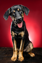 Obraz premium Portraits of dogs in studio and outdoor, dogs of breed and rescued.