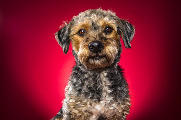 Portraits of dogs in studio and outdoor, dogs of breed and rescued.