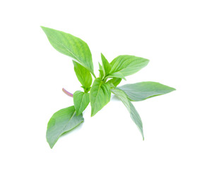 basil leaves isolated on white background
