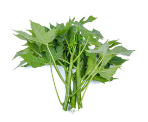 Chaya leaf (Cnidoscolus Aconitifolius or Cnidoscolus chayamansa McVaugh) isolated on white background