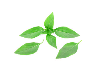basil leaves isolated on white background