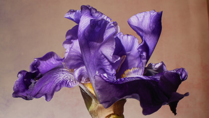 purple iris flower open at blooming