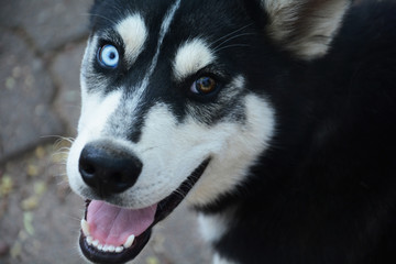 perros ojos de color diferentes 