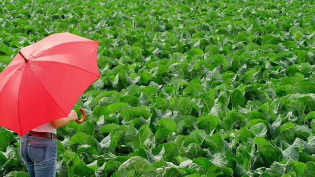 WS&nbsp;TS Woman carrying red umbrella walking through green cabbage field