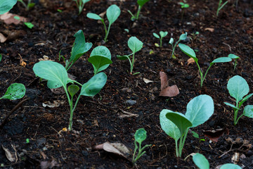 chinese kale