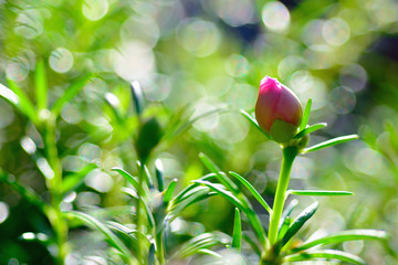 Moss rose plant with light bokeh and blurred background.