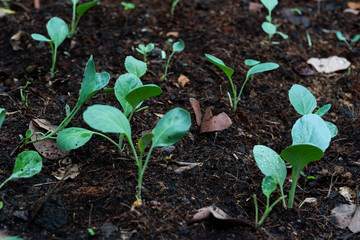 chinese kale