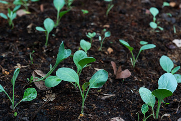 chinese kale