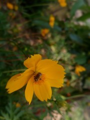 A bee sitting in a yellow flower