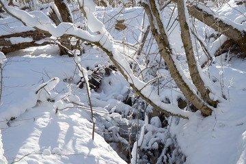 Mountain river in the winter forest.