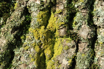 Tree bark. Wood moss. Abstract background. Macro.