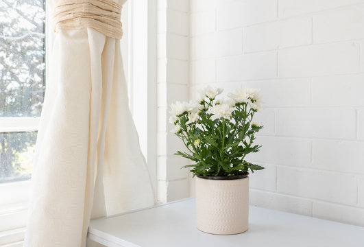 Close up of white chrysanthemum in pot on table next to window with curtain (selective focus)