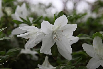 한국 인천시 남동구 인천대공원 입니다
