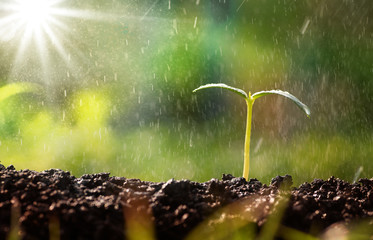 world environment day concept. Little plant growing with natural green environment and rain over sun light background
