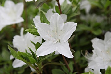 한국 인천시 남동구 인천대공원 입니다