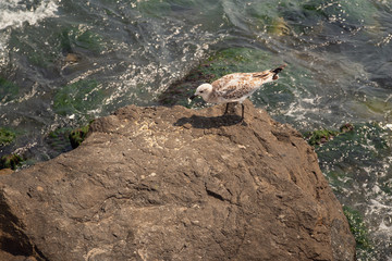 A seagull stands on a coastal stone holding a piece of bread in its beak