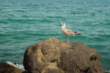 A seagull standing on a coastal stone against the background of a beautiful turquoise sea
