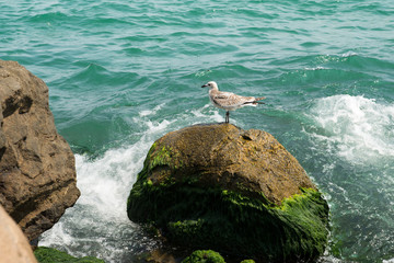 A seagull stands on a sea stone overgrown with green algae, water splashes around