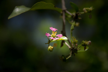 Fototapeta premium Pink Flower of Barbados or Acerola Cherry flower
