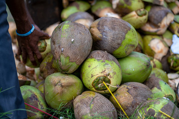 a vendor picks a ripe coconut from a stack.