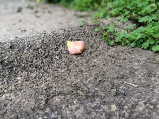 petals, flower, nature