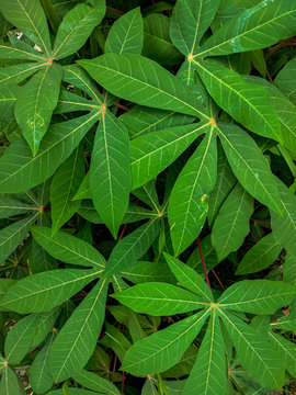 cassava leaves in the garden. good for background or wallpaper.