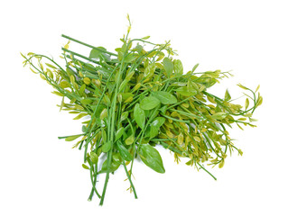 melientha suavis pierre vegetables for cooking. (Pak-wan-pa)