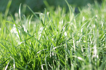 Green grass with sun rays on the blurred background