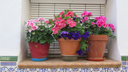 Fototapeta na wymiar Three pot plants on window sill