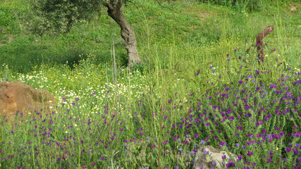 Spring meadow with rusty fence post