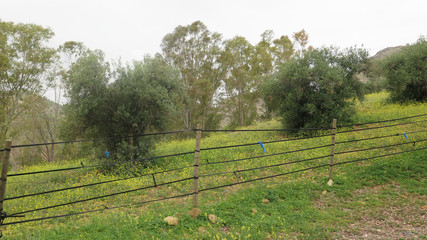 Fototapeta premium Meadow behind rubber tubing connected posts