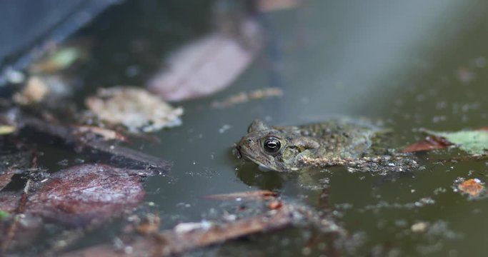 A frog floating in the springtime 