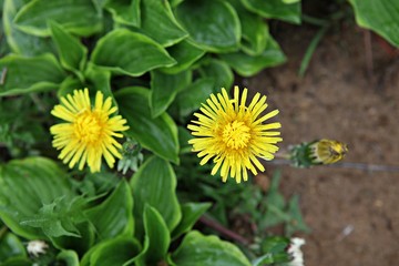 한국 인천시 남동구 인천대공원 입니다