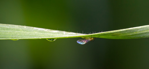 Beautiful water drop on leaf  and a little bug at nature close-up macro. Fresh juicy green leaf in droplets of morning dew outdoors.